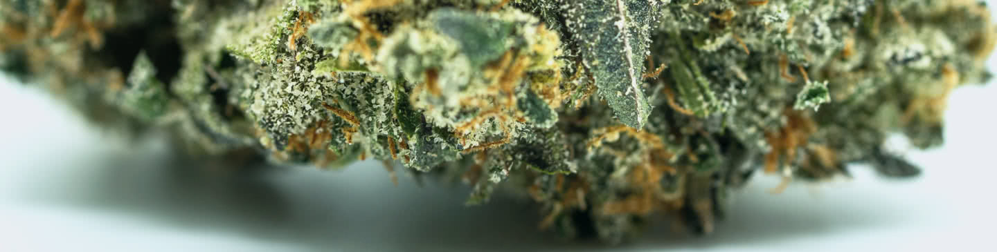 The Cannabis Review® :: Cannabis Review